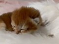 Munchkin Cüce Kedi Yavruları Baba Munchkin Cüce Orta Boy 