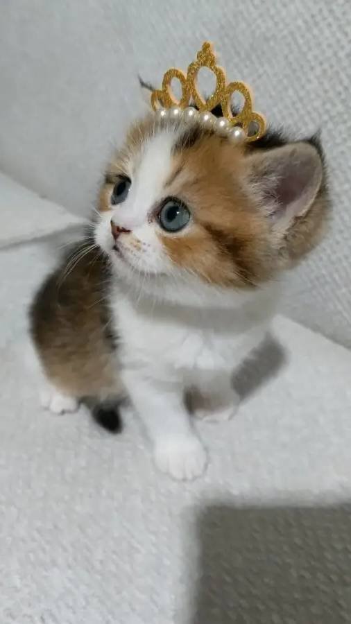 Kısa Bacaklı Bebek Karakterli Yavrular