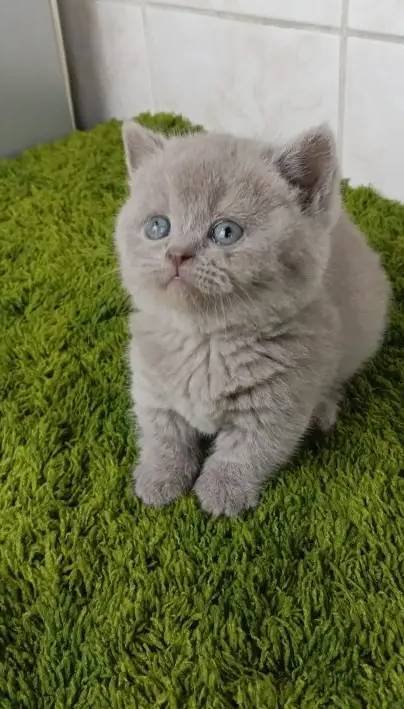 Kısa Bacaklı Bebek Karakterli Yavrular