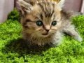 Munchkin baba dan munchkin bebeklerim ve normal boyutlu bebe