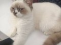 Sahiplendirme kısır güzel ailele Ankara ici