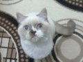 Sahiplendirme kısır güzel ailele Ankara ici