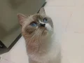 3 dişi kedi 1.5 yaş 1 yaş 2 yas sağlıklı ve oyuncular 
