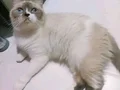 3 dişi kedi 1.5 yaş 1 yaş 2 yas sağlıklı ve oyuncular 