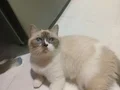 3 dişi kedi 1.5 yaş 1 yaş 2 yas sağlıklı ve oyuncular 