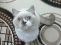 3 dişi kedi 1.5 yaş 1 yaş 2 yas sağlıklı ve oyuncular 