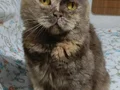 3 dişi kedi 1.5 yaş 1 yaş 2 yas sağlıklı ve oyuncular 