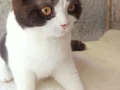 3 dişi kedi 1.5 yaş 1 yaş 2 yas sağlıklı ve oyuncular 