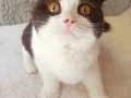 3 dişi kedi 1.5 yaş 1 yaş 2 yas sağlıklı ve oyuncular 