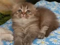 Munchkin babadan normal boyutlu dişiler 