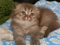Munchkin cüce kedibin kızları