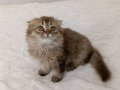 Sağlıklı ve oyuncu 