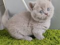 Munchkin cüce kedi Ankara'da tek