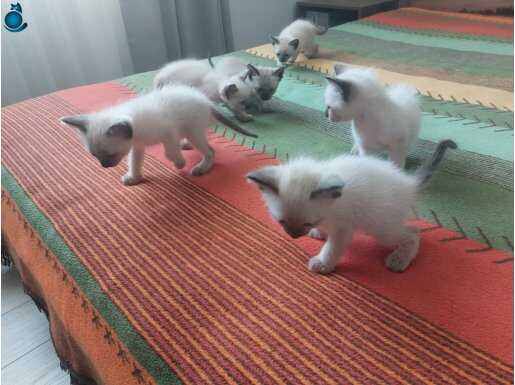 Ev Ortamında Büyüyen Safkan Siyam Yavruları - 1 Şubat Doğumlu