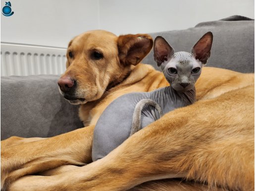 Mavi Gözlü 4.5 aylık Erkek Sphynx Yavrusu