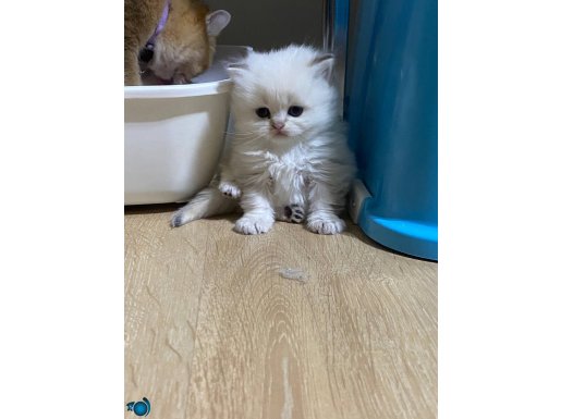 A+ British shorthair dünyalar güzeli yavrular 