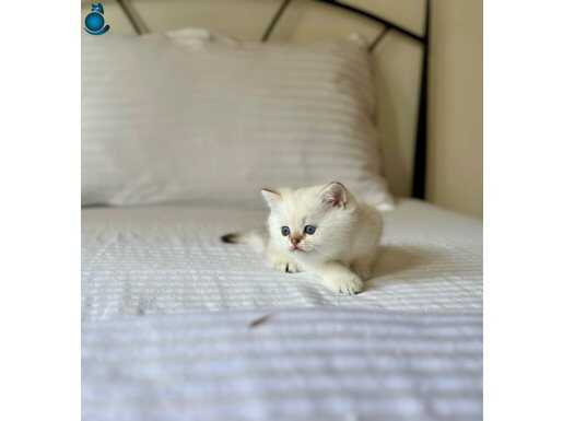 British Shorthair golden point