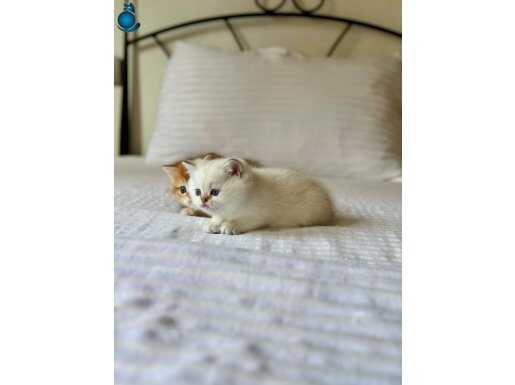 British Shorthair Golden Point Erkek Yavru