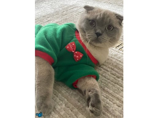 KISIR KEDİME ACİL YUVA ÇOK UYSAL VE SEVECEN 