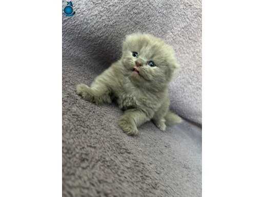 Scottish fold 