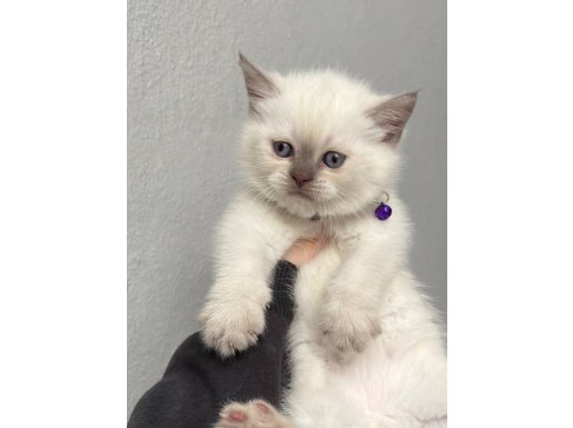 Mühür Gözlü British Shorthair
