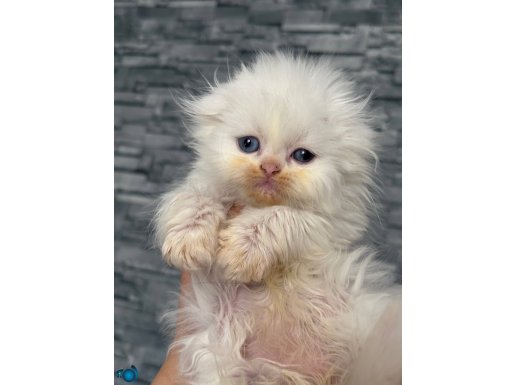 Kaliteli Scottish fold longhair bebekler