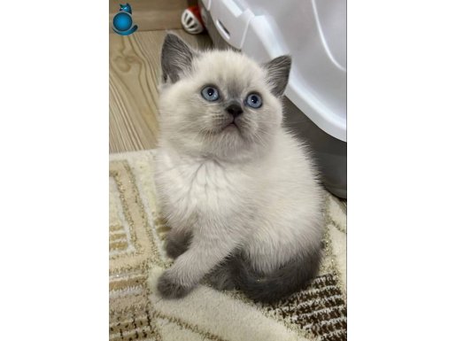 Blue point Scottish fold yavrular