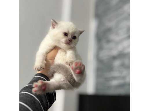  kristal bakışlarıyla dişi British Shorthair