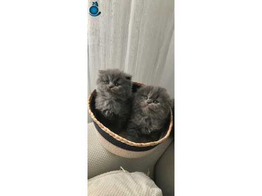Scottish fold longhair 