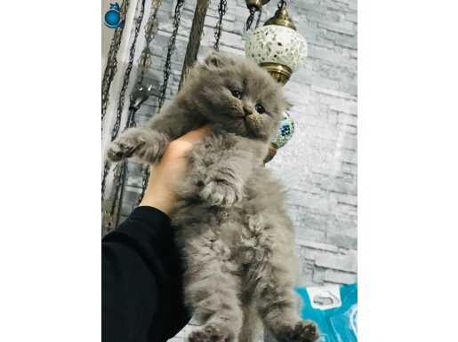 Scottish fold kaliteli yavrularım 