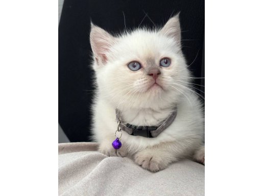 Kaliteli sağlıklı bebekler