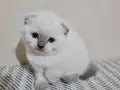 Kaliteli Shorthair Bebekler