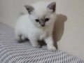 Kaliteli Shorthair Bebekler