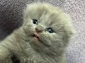 Scottish fold 