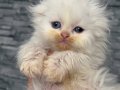 Kaliteli Scottish fold longhair bebekler