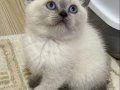 Blue point Scottish fold yavrular