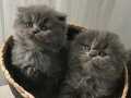 Scottish fold longhair 