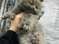 Scottish fold kaliteli yavrularım 