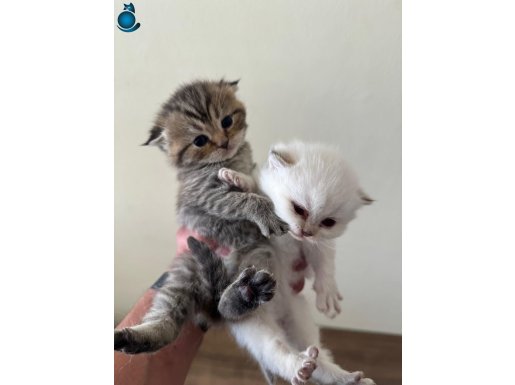 LYNX POINT SCOTTISH FOLD ERKEK-DİŞİ 2 AYLIK