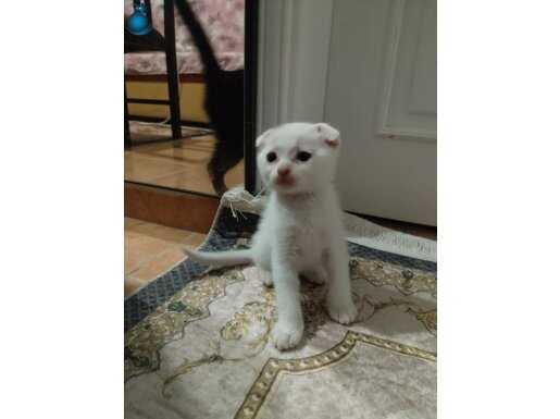 Safkan Scottish Yavrularımız Yeni Yuvalarını Arıyor