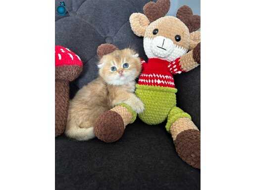 Gold Yavrular Safkan Scootish 