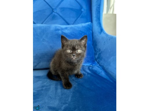 Kahverengi British Shorthair