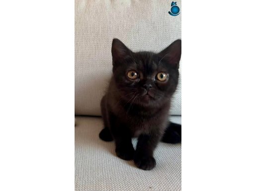 Koyu Kahverengi British Shorthair