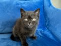Kahverengi British Shorthair