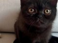 Koyu Kahverengi British Shorthair