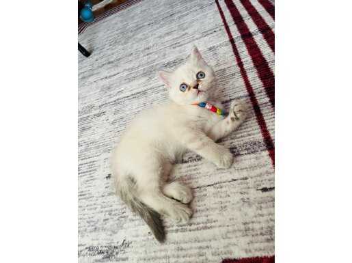 Safkan pamuk şekerleri