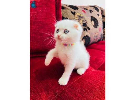 Safkan maviş gözlü pamuk şekerleri geldi