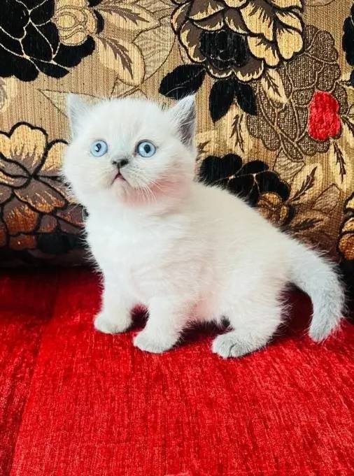 Safkan british pamuk şekerleri