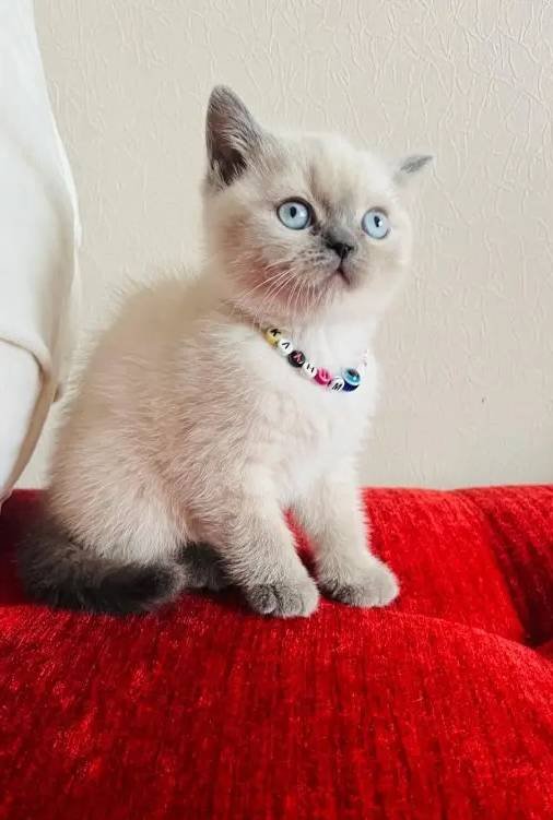 Safkan british pamuk şekerleri