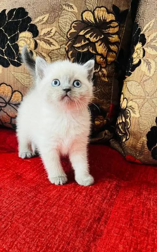 Safkan british pamuk şekerleri